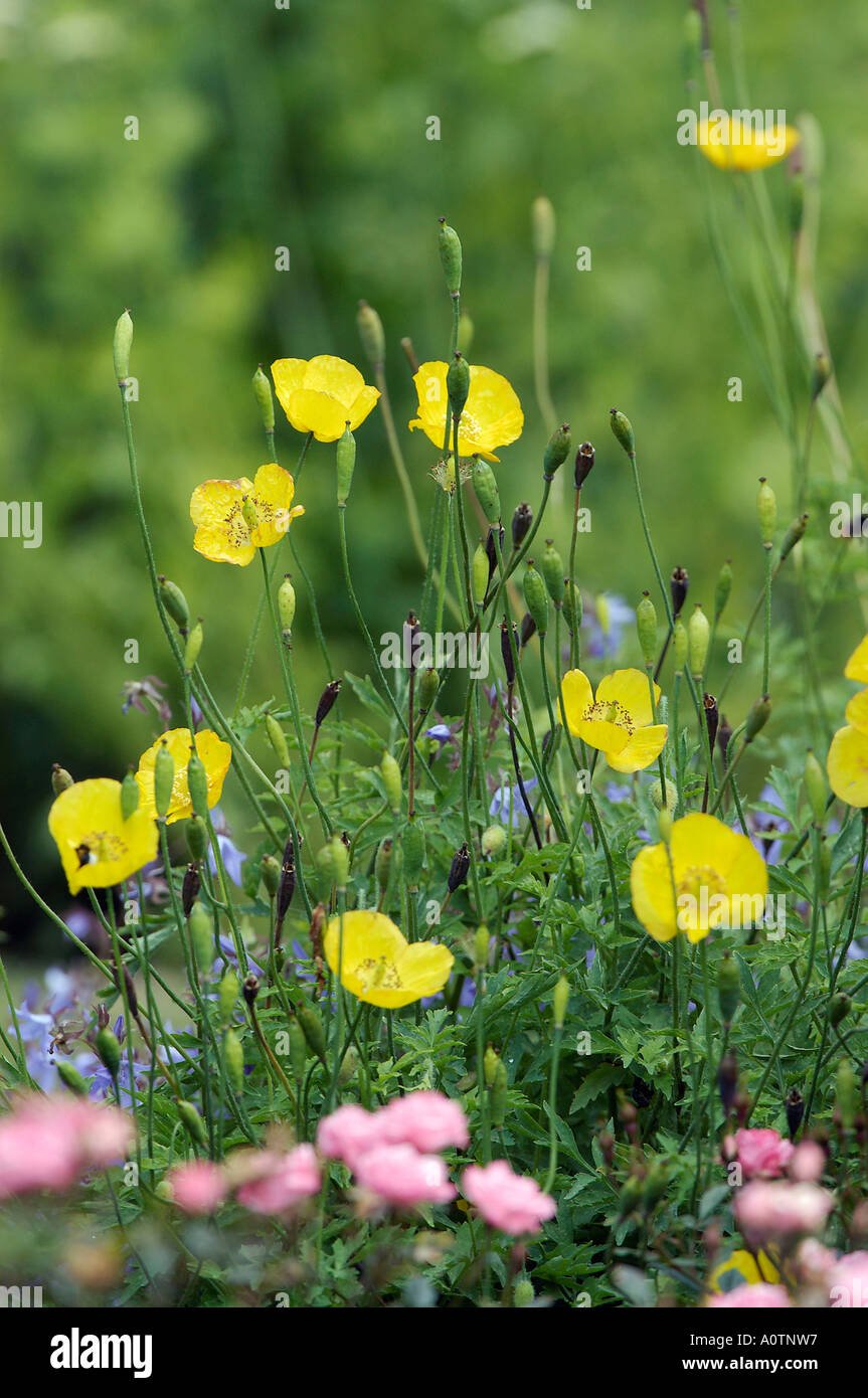 Islande / Pavot pavot arctique Banque D'Images