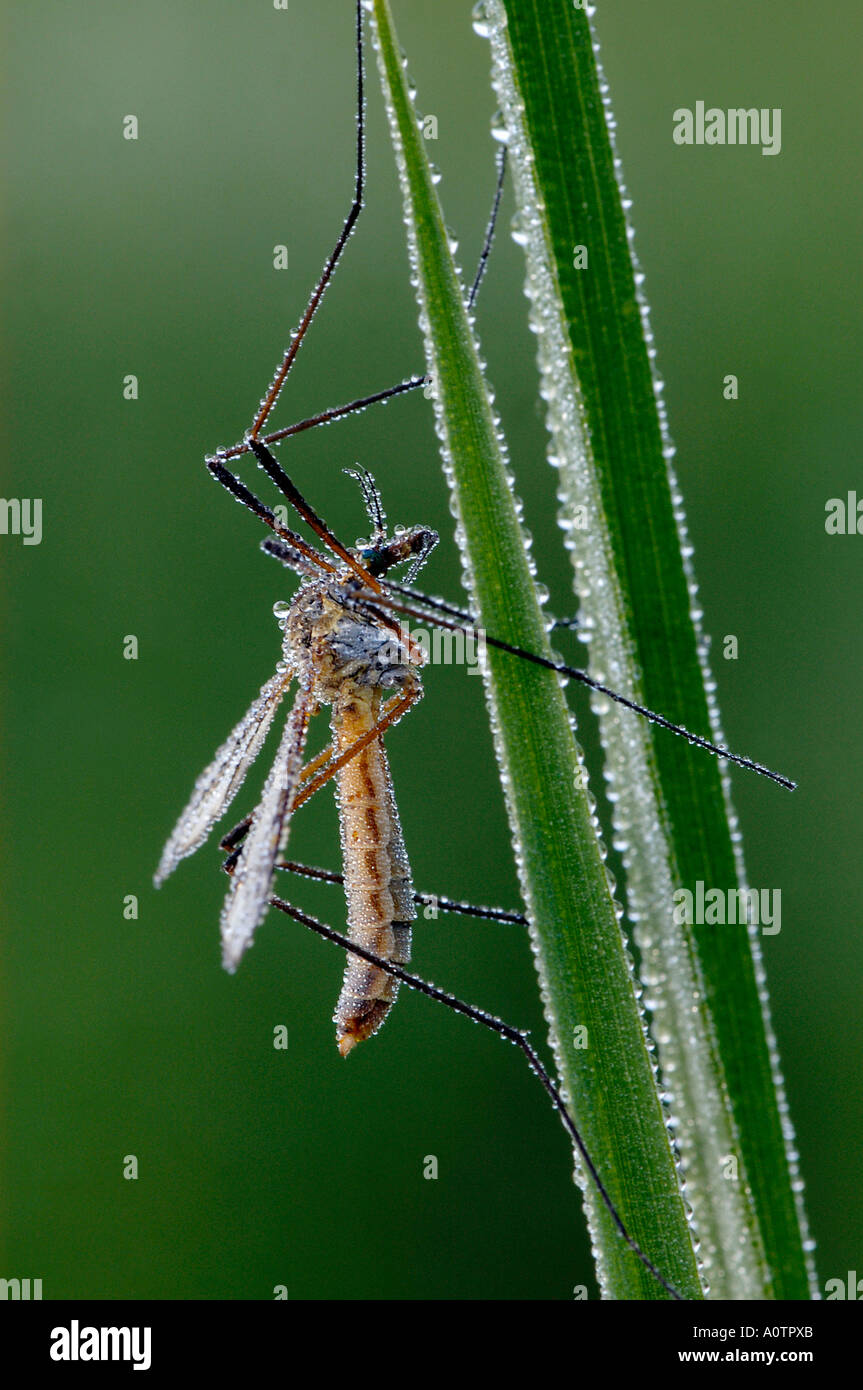 Cranefly / Daddy-Long-jambe Banque D'Images