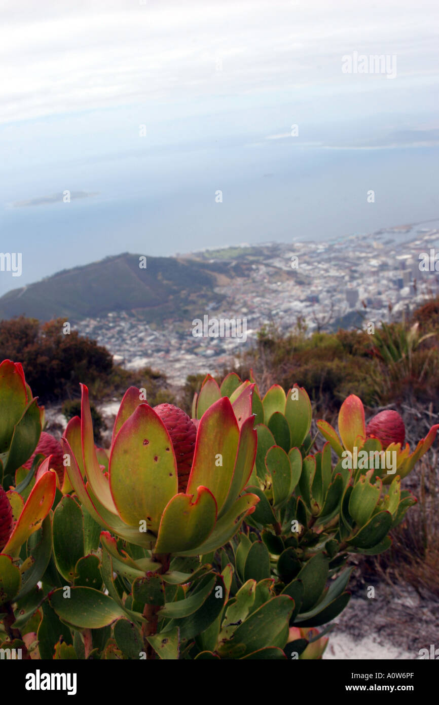 Vue depuis la montagne de la table Cape Town Afrique du Sud Banque D'Images
