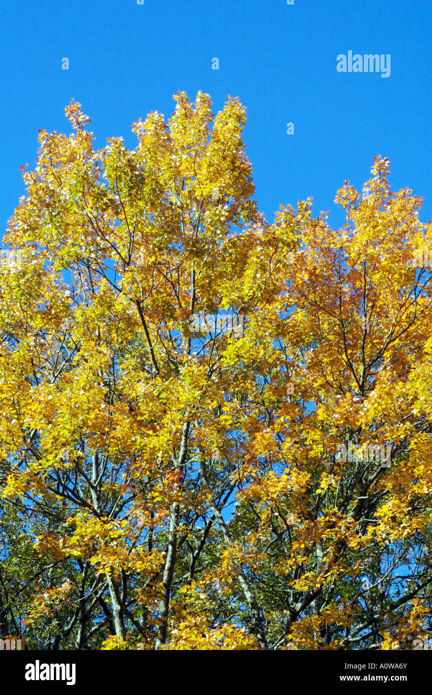 Chutes de Bushkill, New York, USA Banque D'Images