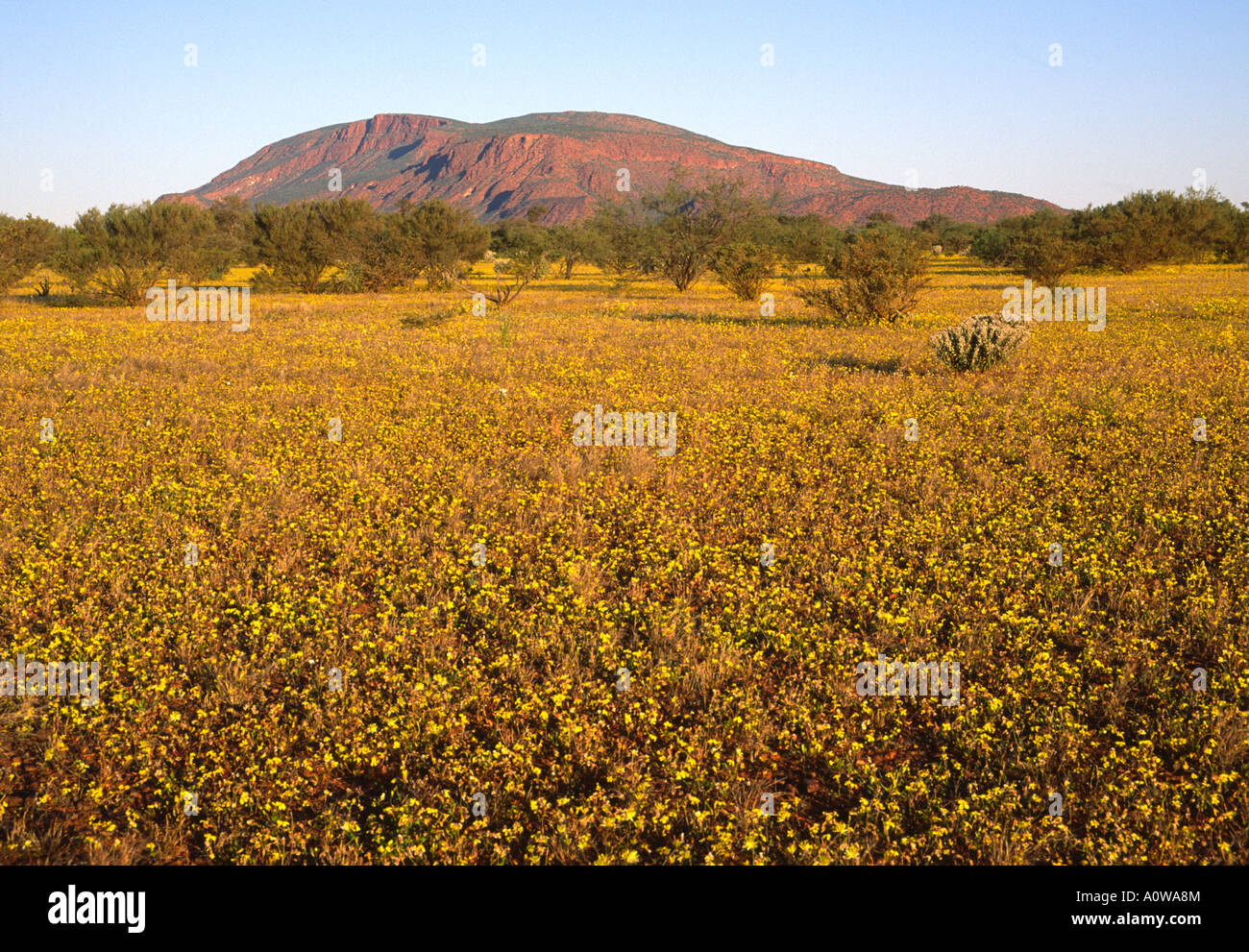 Le mont Augustus, en Australie Désert de floraison Banque D'Images