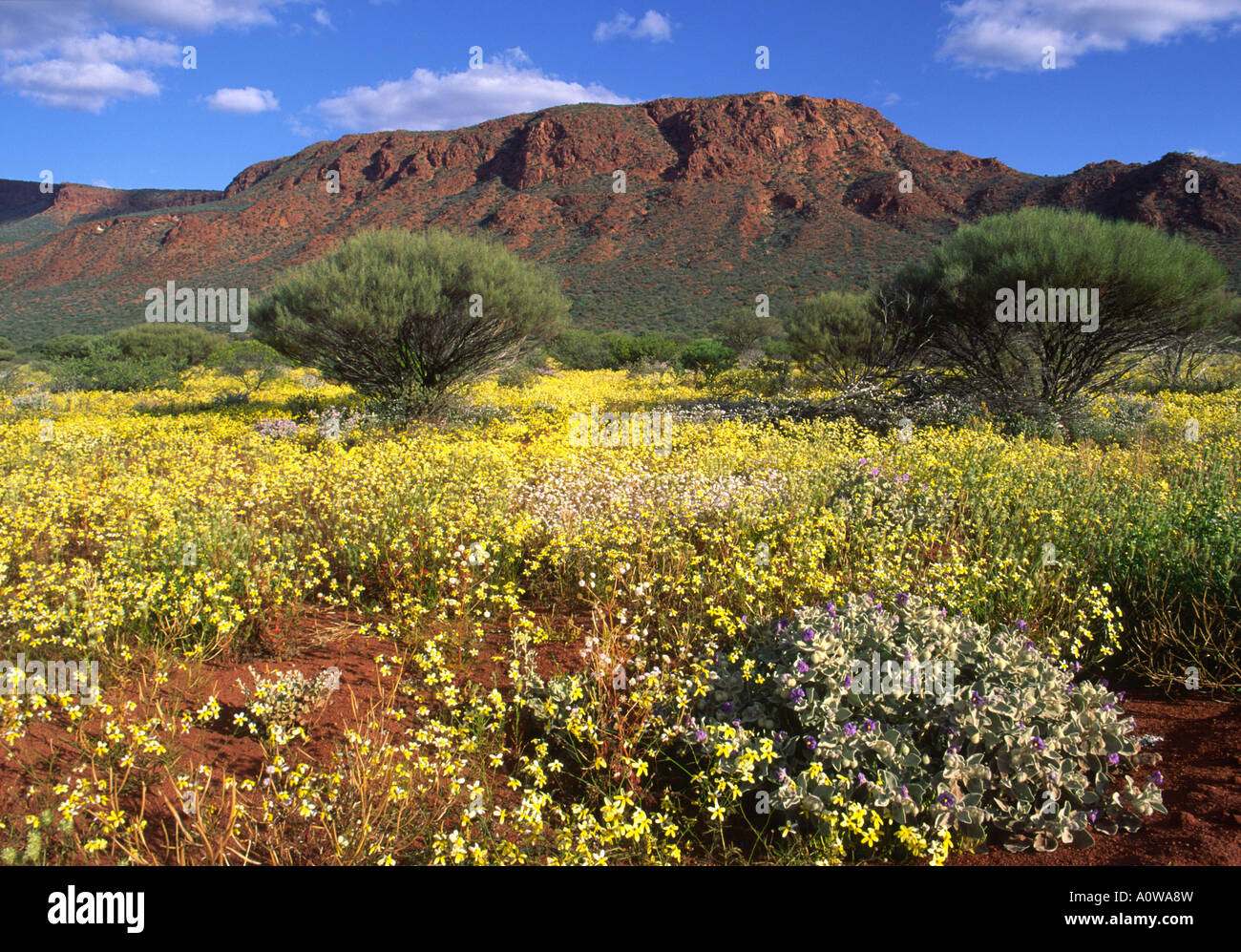 Le mont Augustus, en Australie de l'Ouest Banque D'Images