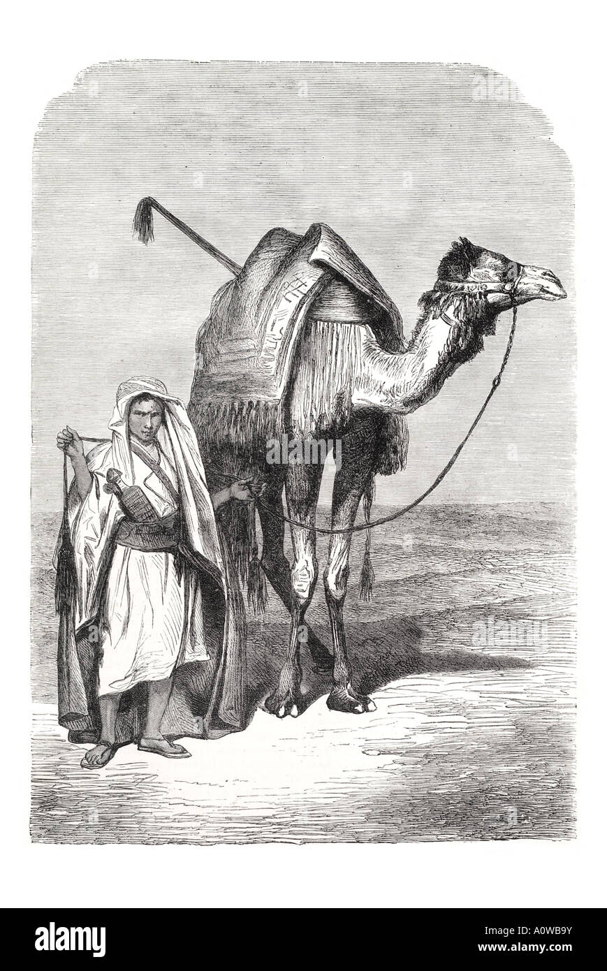 Chamelier Arabe saoudite mer rouge bateau de transport des animaux du désert dromadaire moyen-orient voyage bédouine bosse trek fardeau bête Berb Banque D'Images