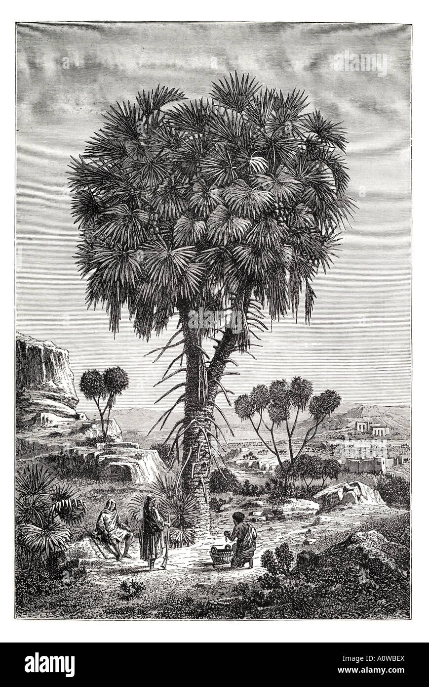 Palmier soudan le Soudan à l'ouest l'Abyssinie tree desert aride piste route chemin sec direction de ramification de l'Afrique de l'Afrique natale les gens n Banque D'Images