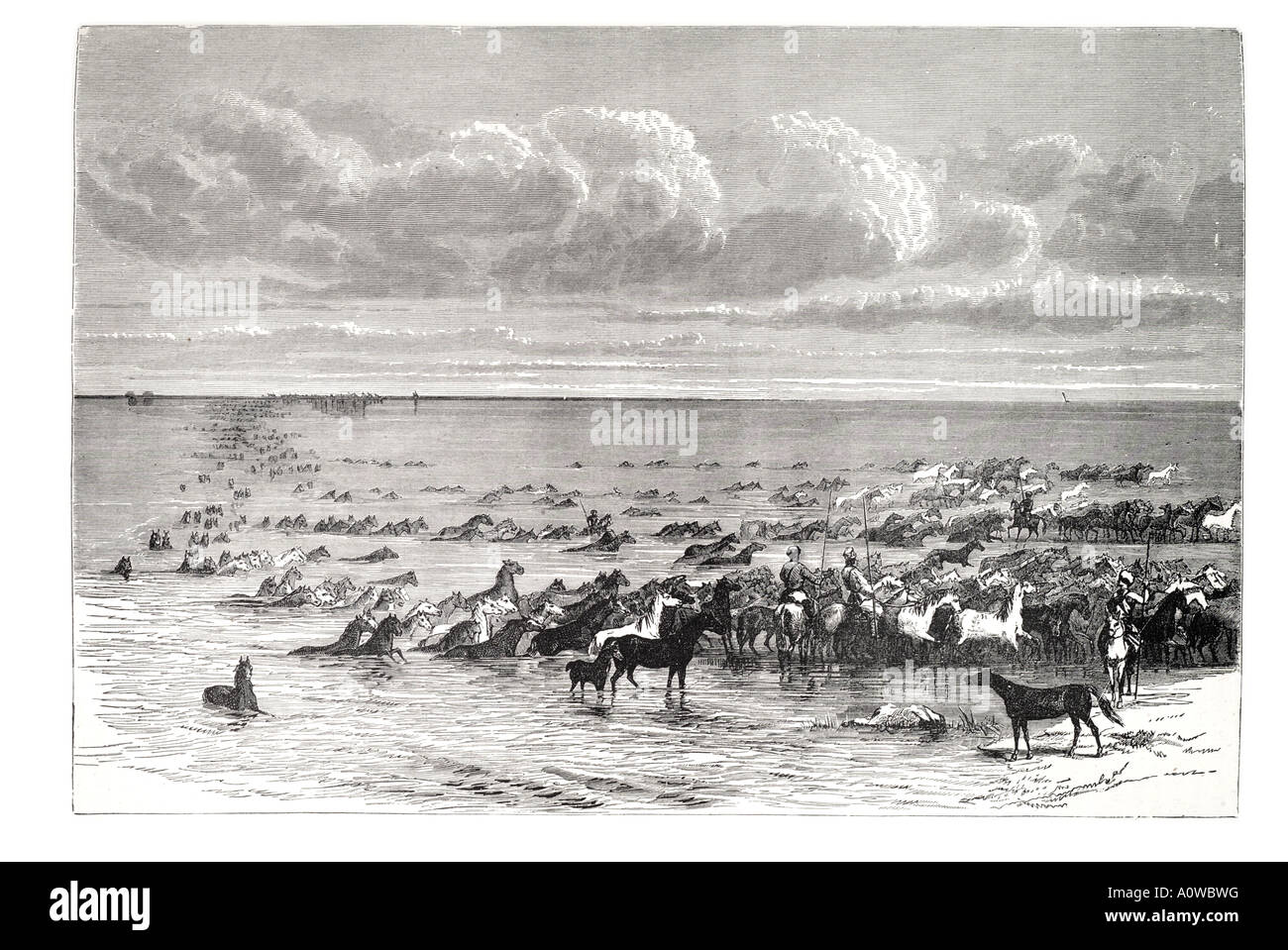 L'troupeau cross natation Volga Russie impériale tsariste shore bank étalon mare peu profonde du commerce noir blanc ride rider large Banque D'Images