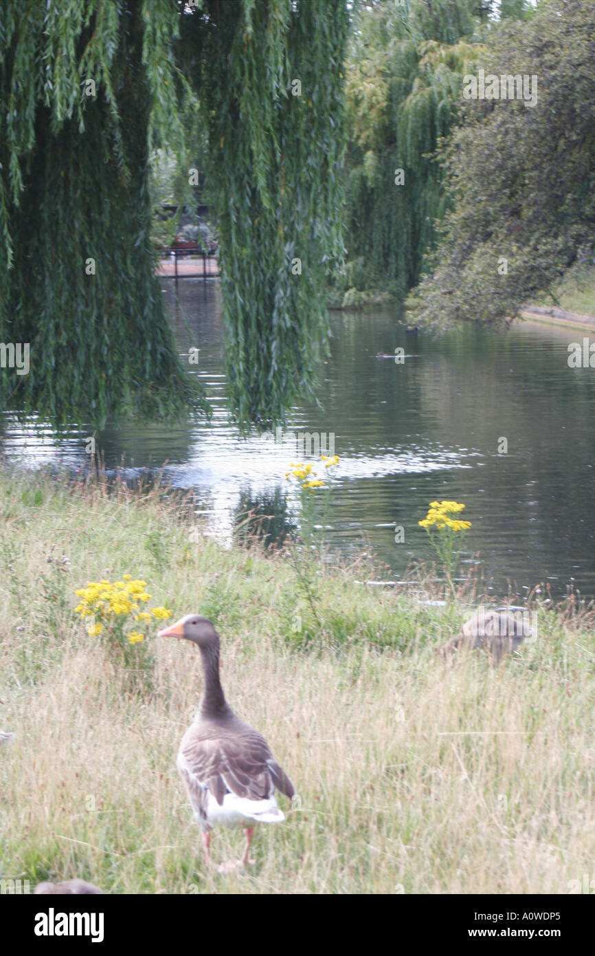 Goose dans Regents Park Londres Banque D'Images