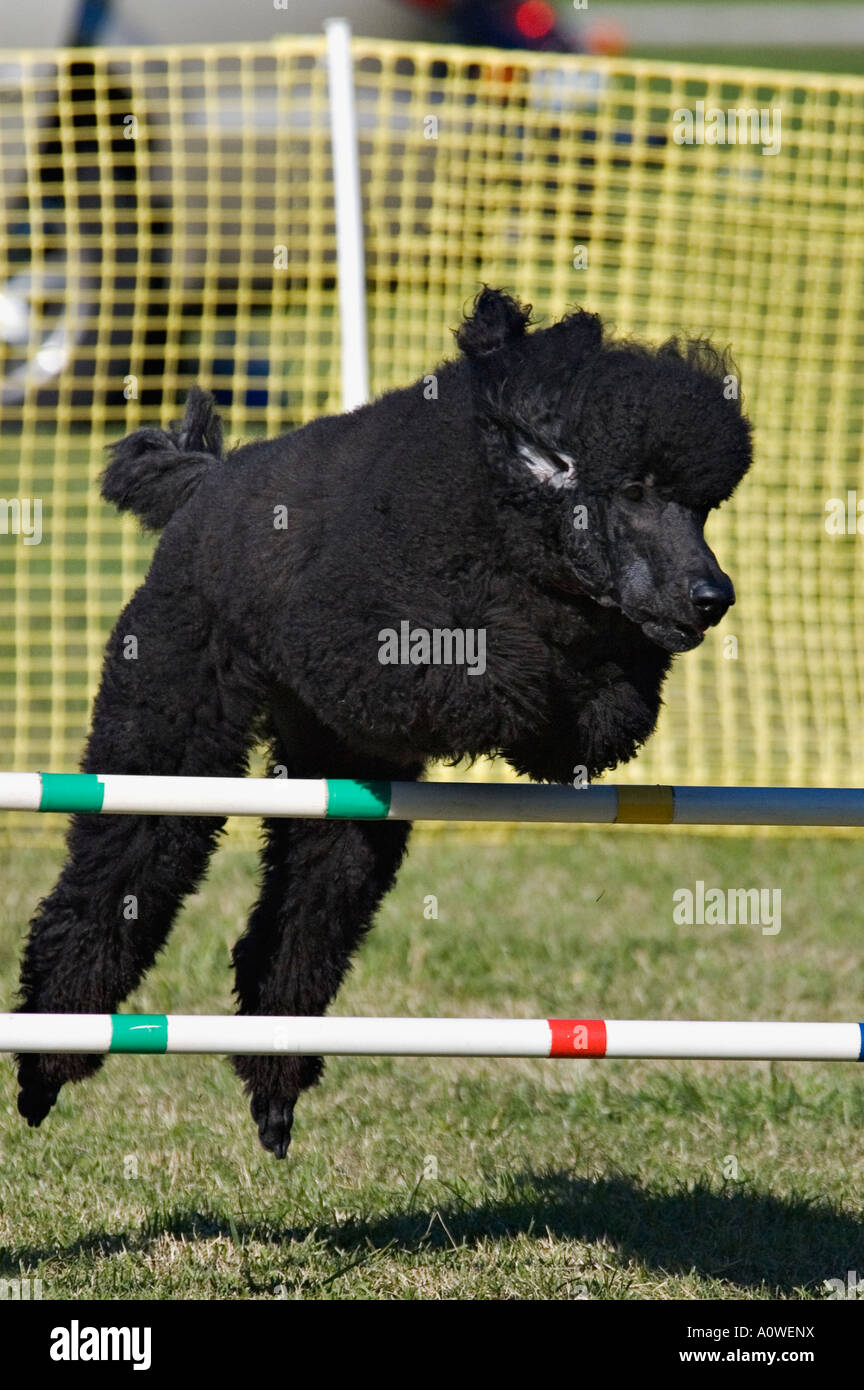 Caniche Royal sautant par-dessus aller sur cours d'Agilité Corydon Indiana Banque D'Images