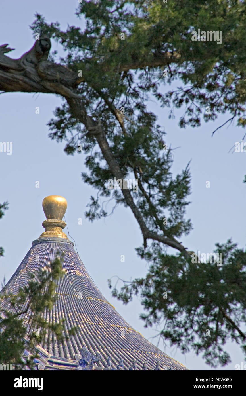 BEIJING CHINE toit pagode vu à travers les branches de l'ancien bois de cèdre dans le parc du Temple du Ciel Banque D'Images