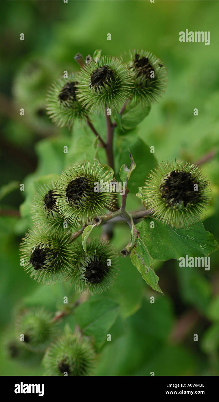 Chardon sauvage bourgeons des plantes dans une terre ferme côté uk Banque D'Images
