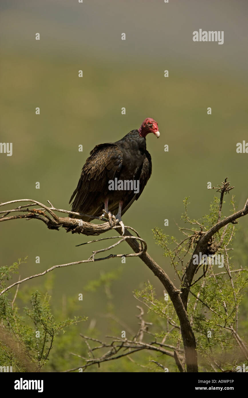 Urubu Cathartes aura Arizona Banque D'Images