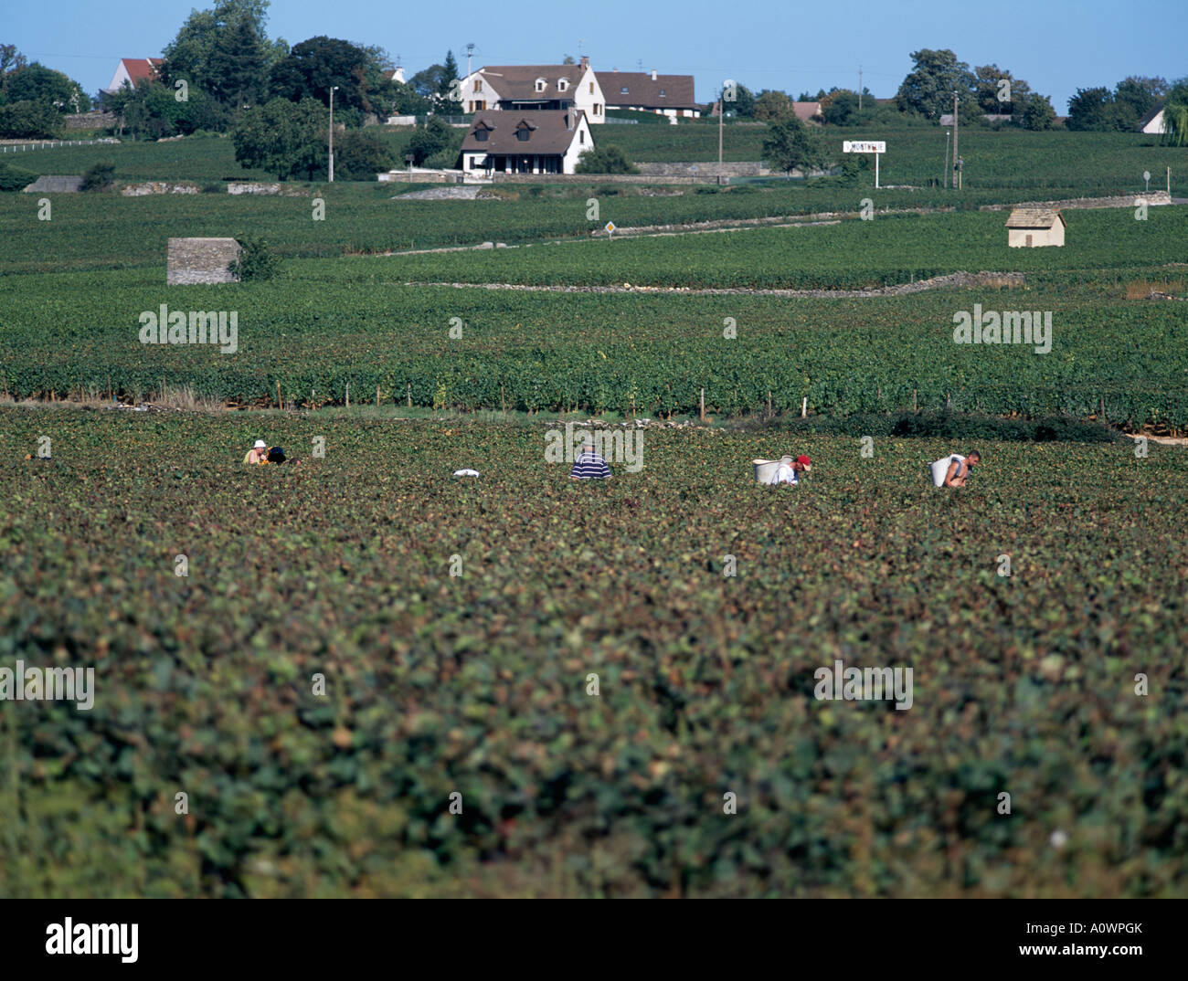 La récolte de raisin Cote de Beaune Cote d'Or Bourgogne France Banque D'Images