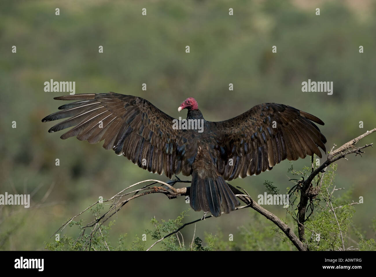 Urubu Cathartes aura Arizona Banque D'Images
