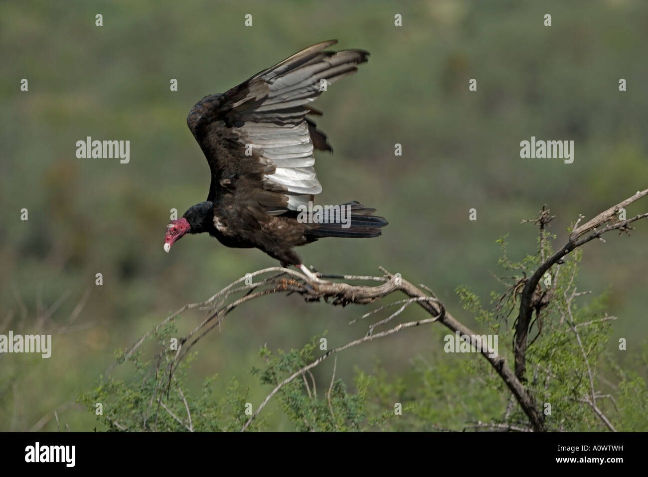 Urubu Cathartes aura Arizona Banque D'Images