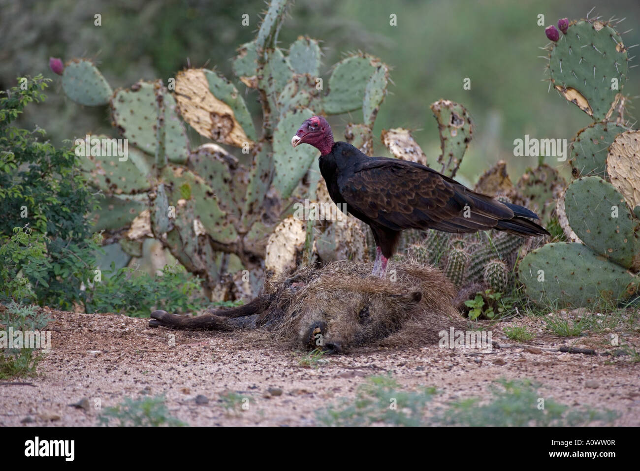 Urubu Cathartes aura le javelina Tayassu tajacu Arizona carcasse Banque D'Images