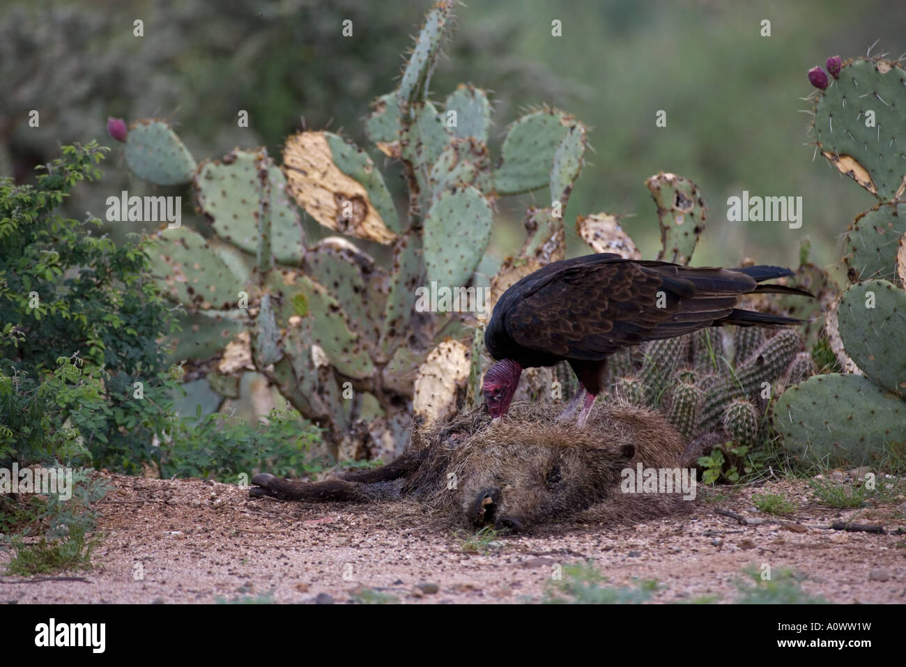 Urubu Cathartes aura le javelina Tayassu tajacu Arizona carcasse Banque D'Images