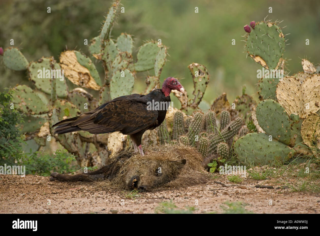 Urubu Cathartes aura le javelina Tayassu tajacu Arizona carcasse Banque D'Images