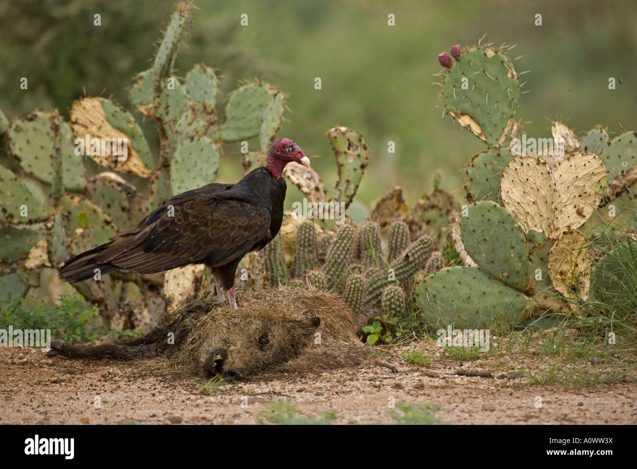 Urubu Cathartes aura le javelina Tayassu tajacu Arizona carcasse Banque D'Images
