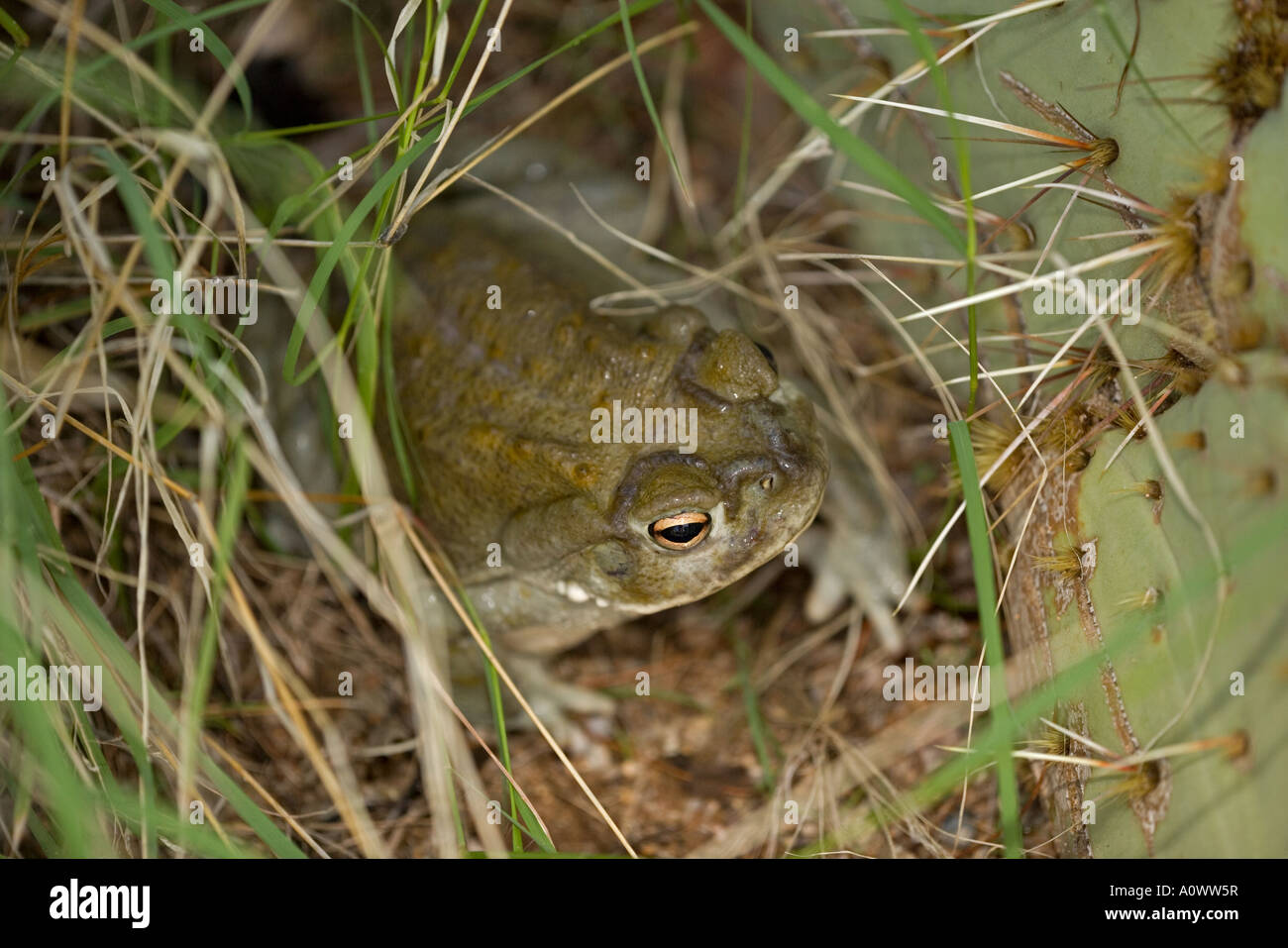 Crapaud Bufo alvarius Sonoran Desert désert de Sonora en Arizona Banque D'Images