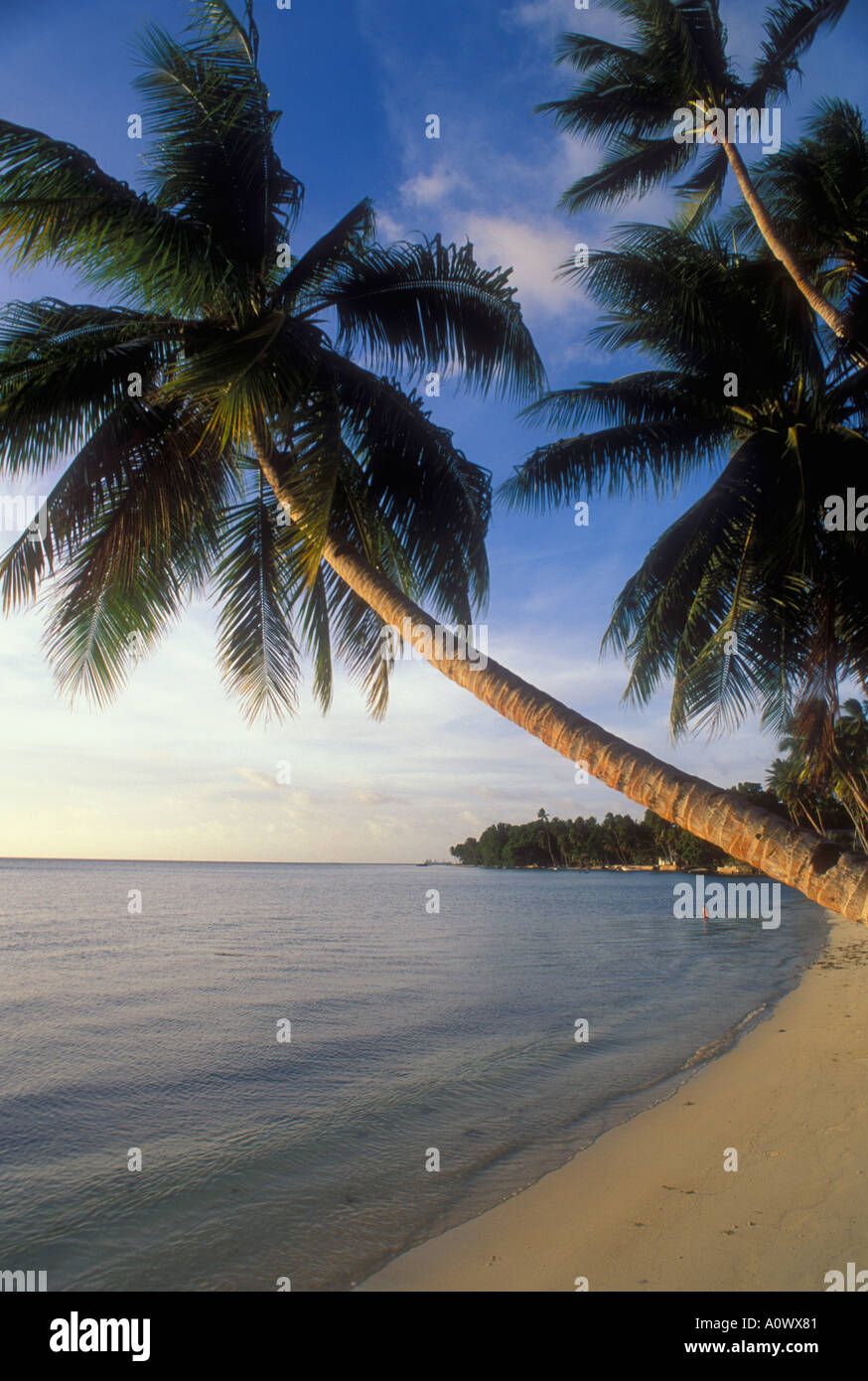 Chuuk Micronésie plage palmiers au lagon Truk Blue Lagoon Resort sur l'Île Weno Banque D'Images