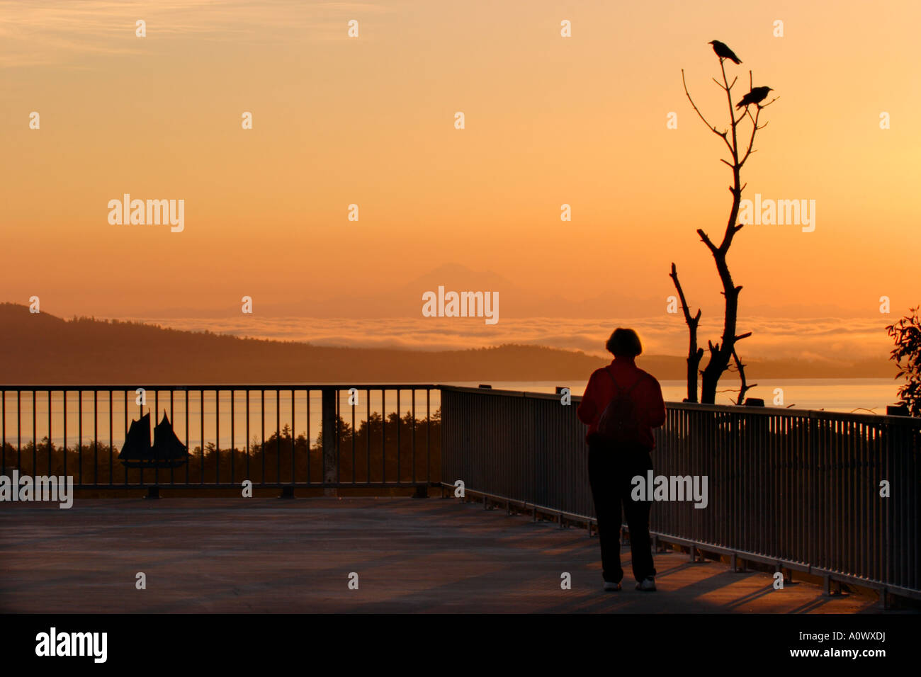 Woman viewing le lever du soleil sur le mont Baker de Mt. Tolmie à Victoria, Colombie-Britannique, Canada. Banque D'Images