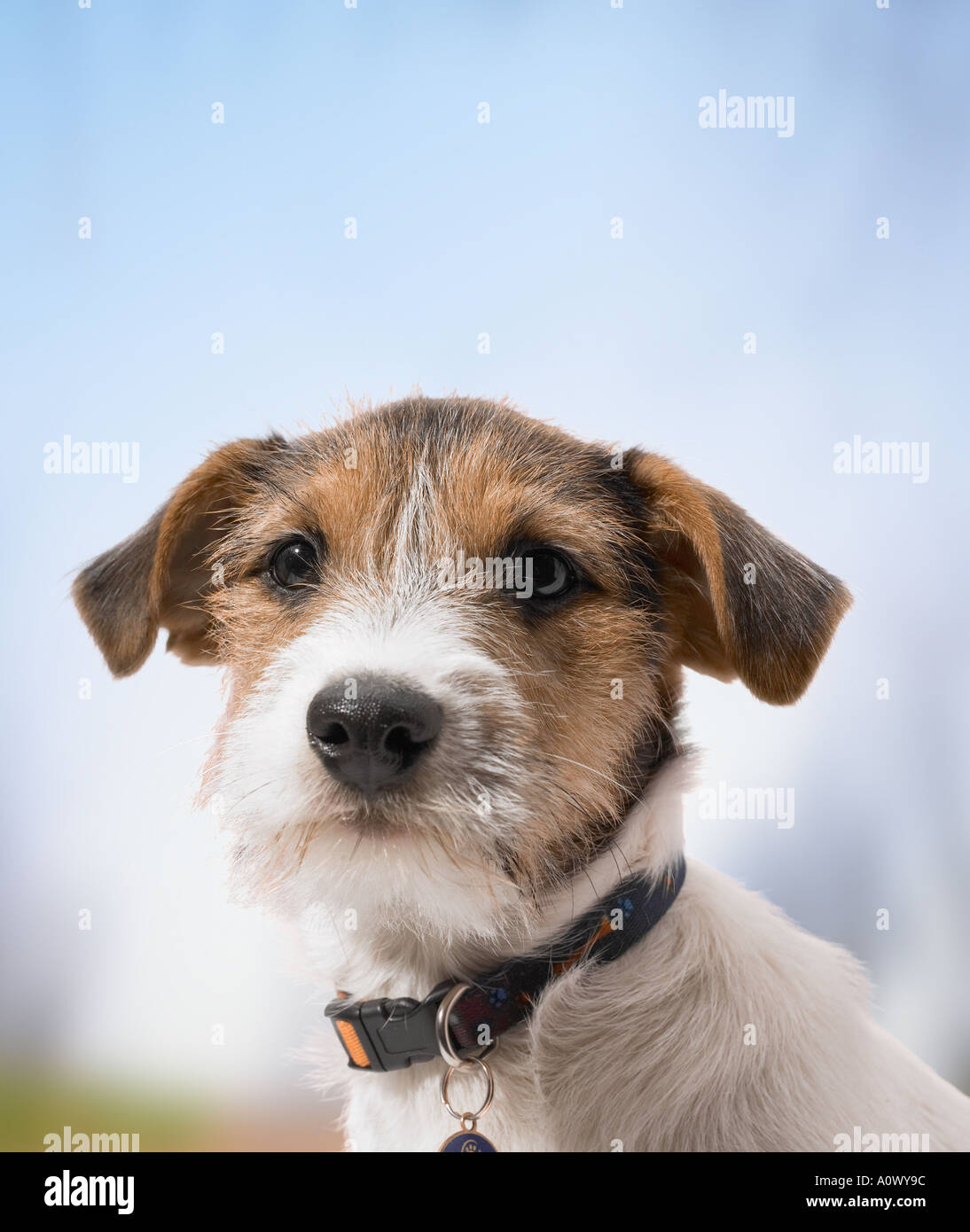 Chiot Jack Russell Banque D'Images