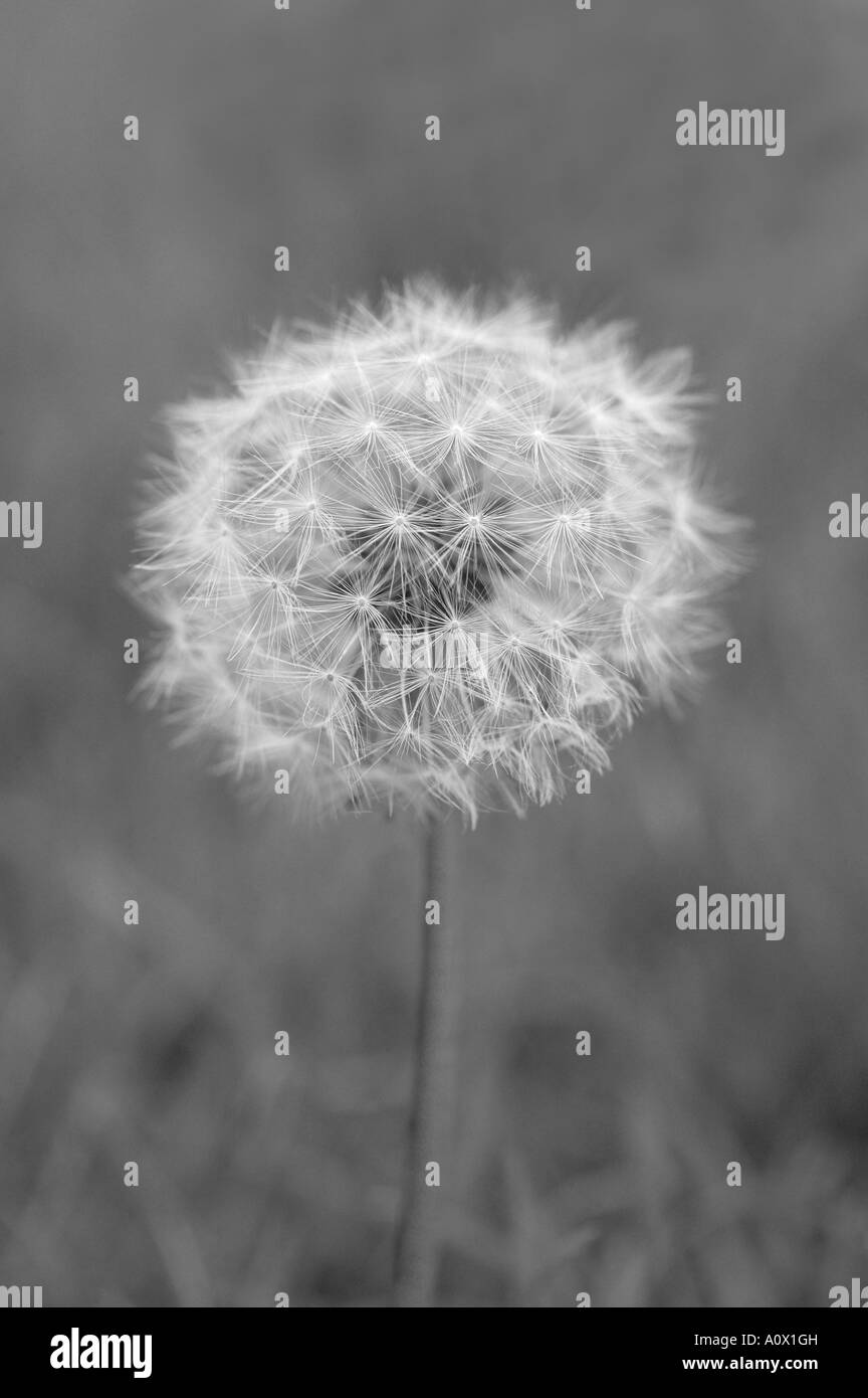 La monotonie blackandwhite Close up detail de graines de pissenlit dans le jardin de plus en plus vert ENVIRONNEMENT Banque D'Images