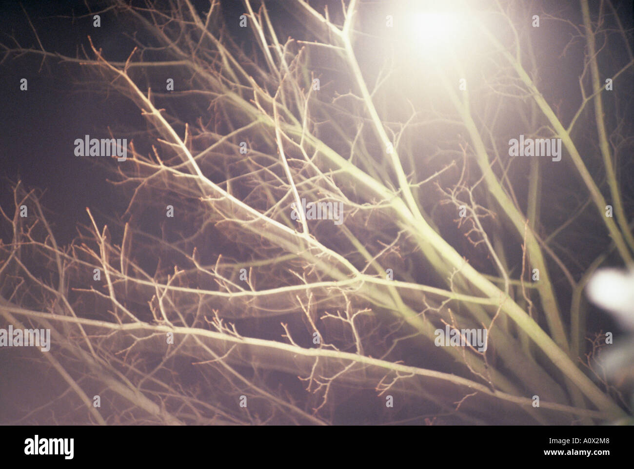 ARBRES FLOUS Banque D'Images
