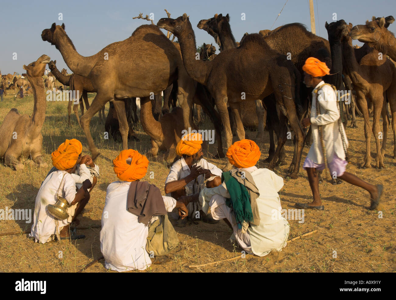 Inde Rajasthan Pushkar Mela chameau énorme et les bovins juste pour les tribus nomades semi groupe d'hommes avec des turbans orange assis togethe Banque D'Images