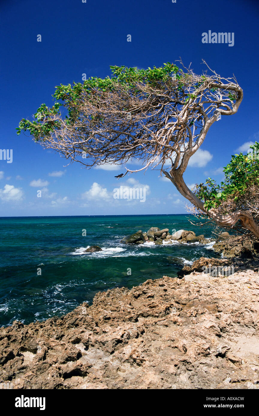 Arbre Divi Divi Aruba Point Cudarebe Antilles Caraïbes Amérique centrale néerlandaise Banque D'Images