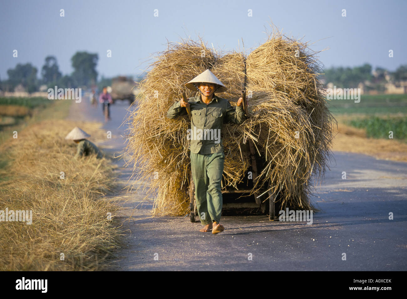 L'homme avec le riz fraîchement récolté sur chariot dans les rizières ...