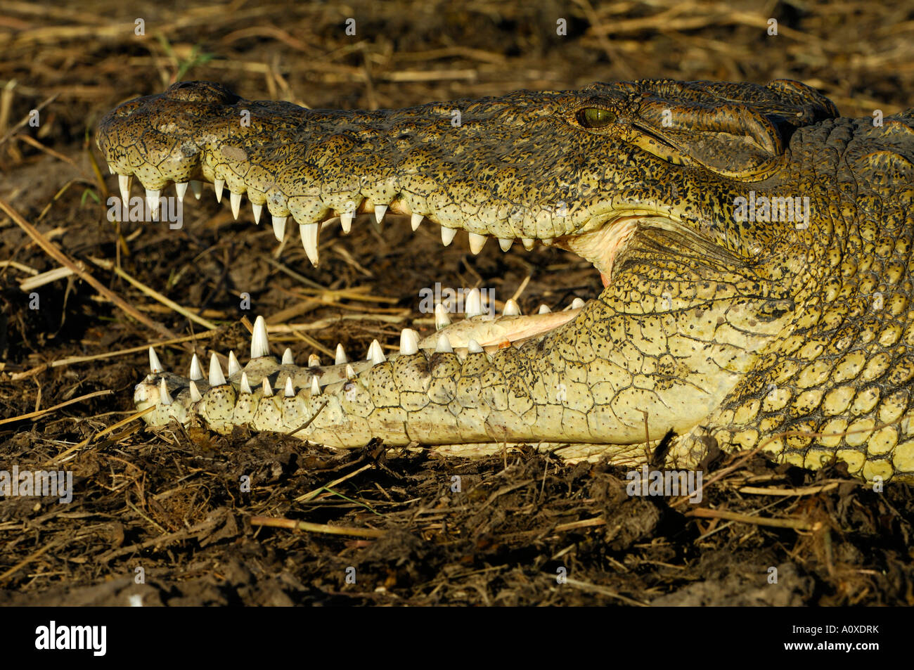 Le crocodile du Nil (Crocodylus niloticus) Portrait de repos Banque D'Images