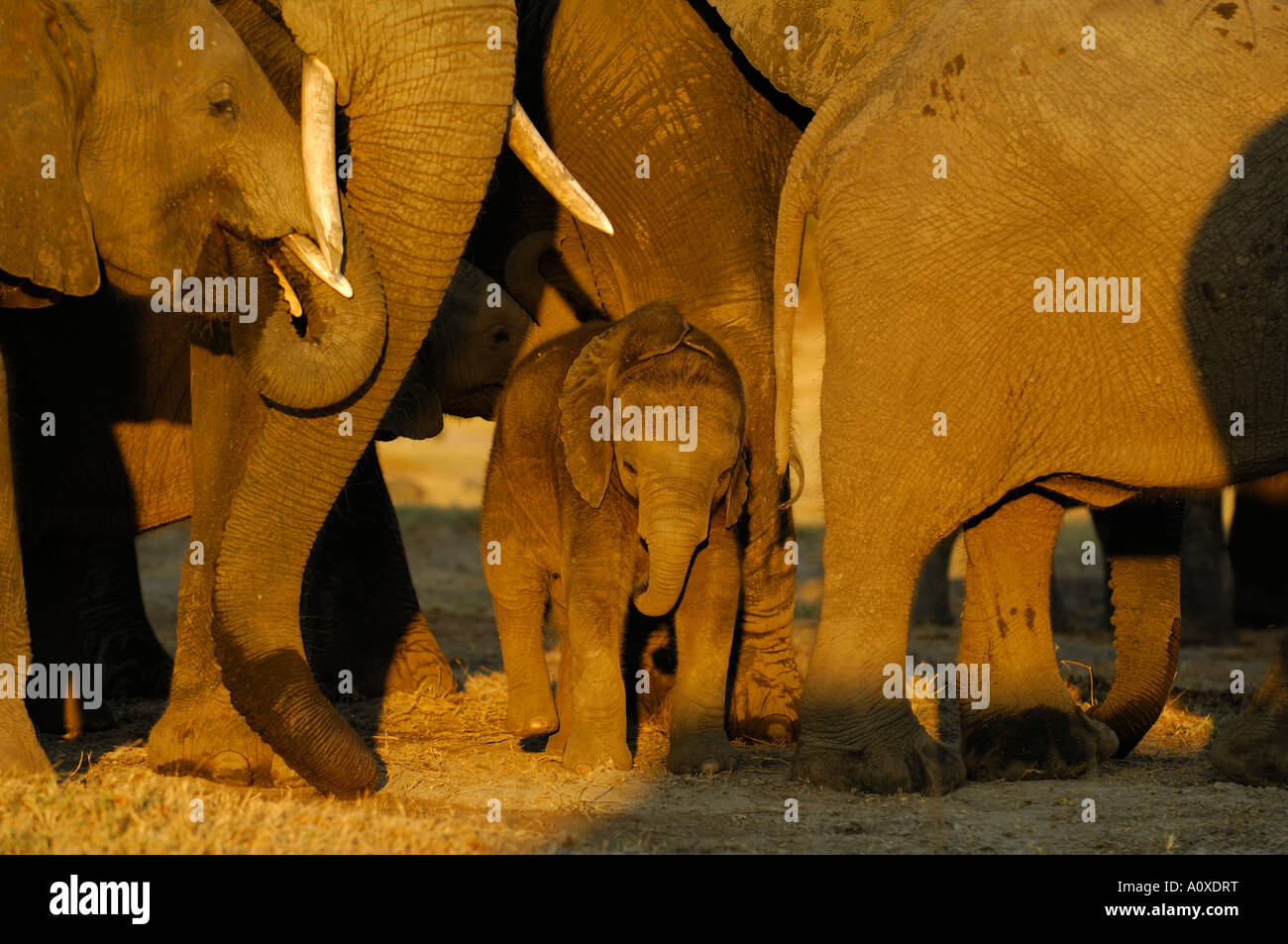 Young African elephant (Loxodonta africana) protégé par le D r olders Banque D'Images