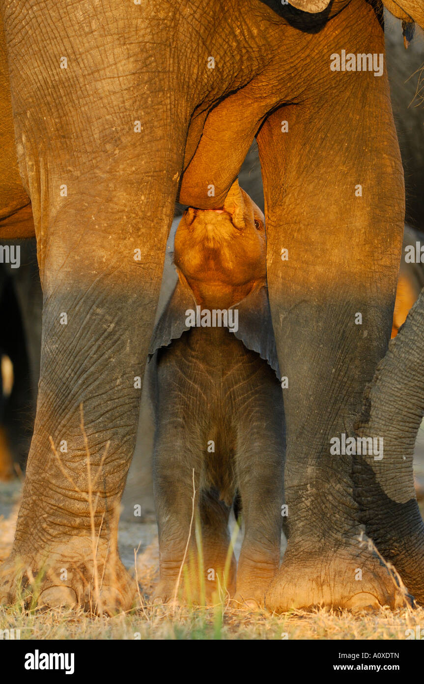 L'éléphant africain (Loxodonta africana) allaiter son jeune, Samburu National Reserve, Kenya, Africa Banque D'Images