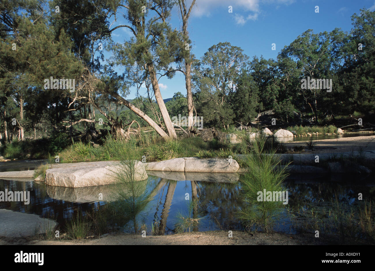 La rivière peint une scène paisible comme il coule à travers la réserve naturelle de la rivière Mann, NSW, Australie. Banque D'Images