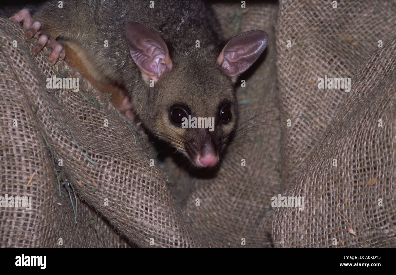 Un possum sauvages pairs de sa cachette dans un hangar agricole. Banque D'Images