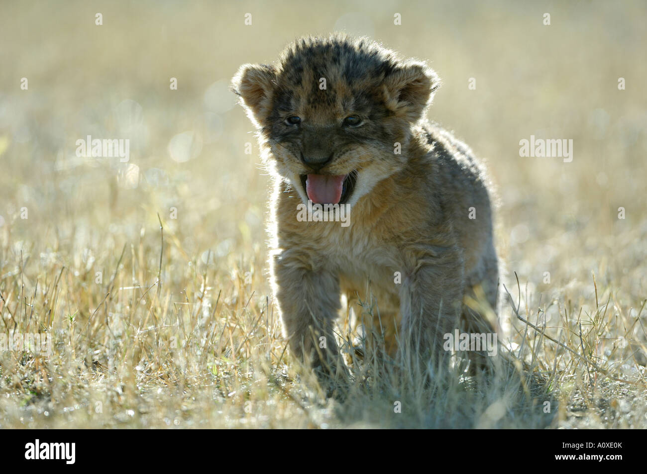 Pleurer Miss de Lune (Panthera leo) dans l'herbe haute avec rétroéclairage Banque D'Images