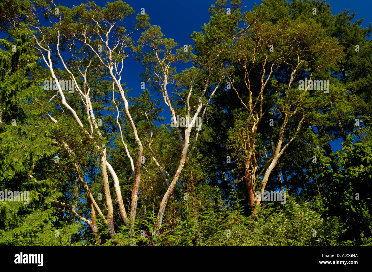 L'arbousier ou madrona arbres au Jardin botanique de Butchart l'île de Vancouver BC Banque D'Images