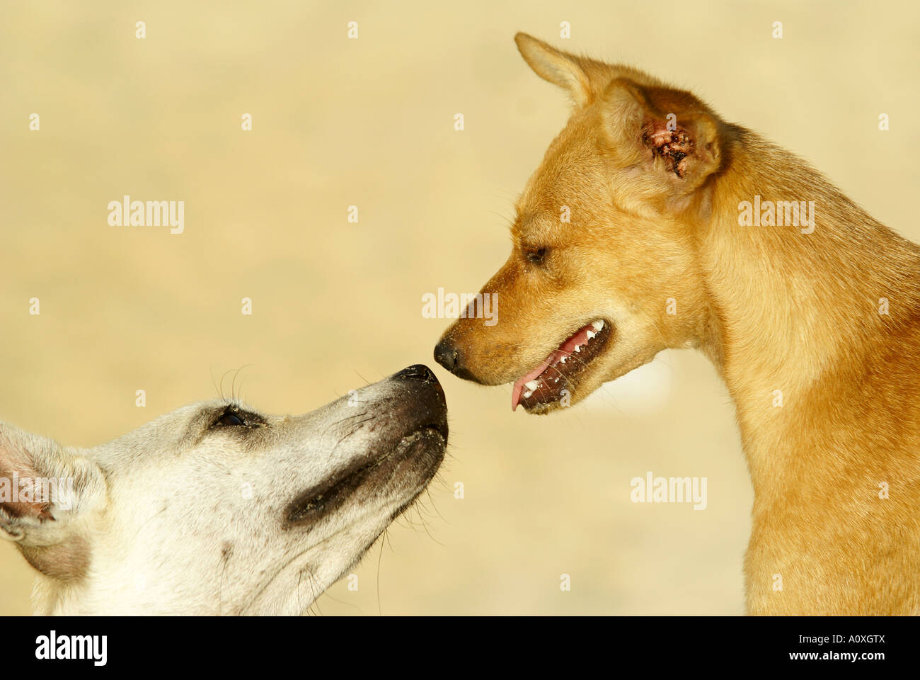 Les chiens sur la plage, Brésil Banque D'Images