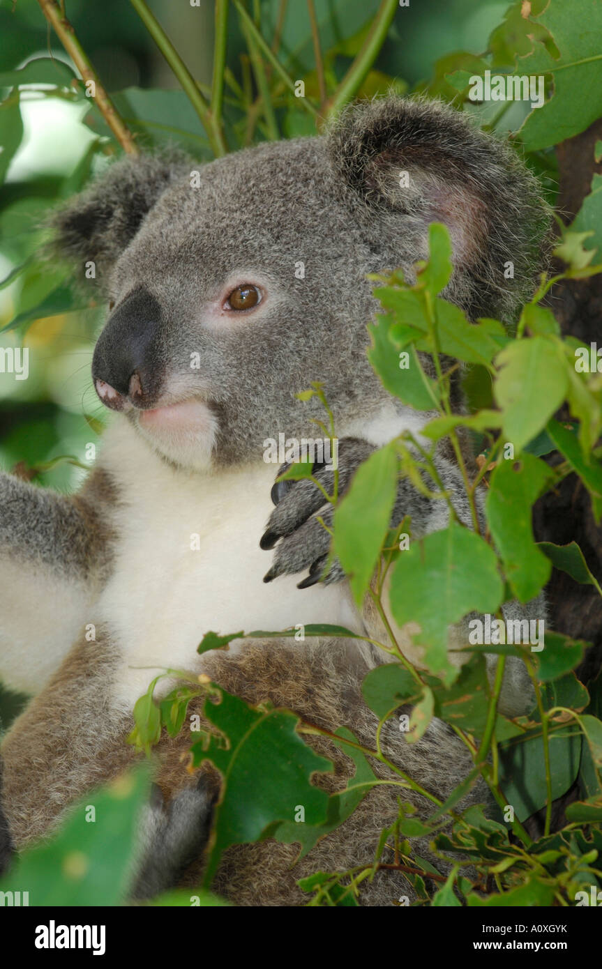 Koala (Phascolarctos cinereus), l'Australie Banque D'Images