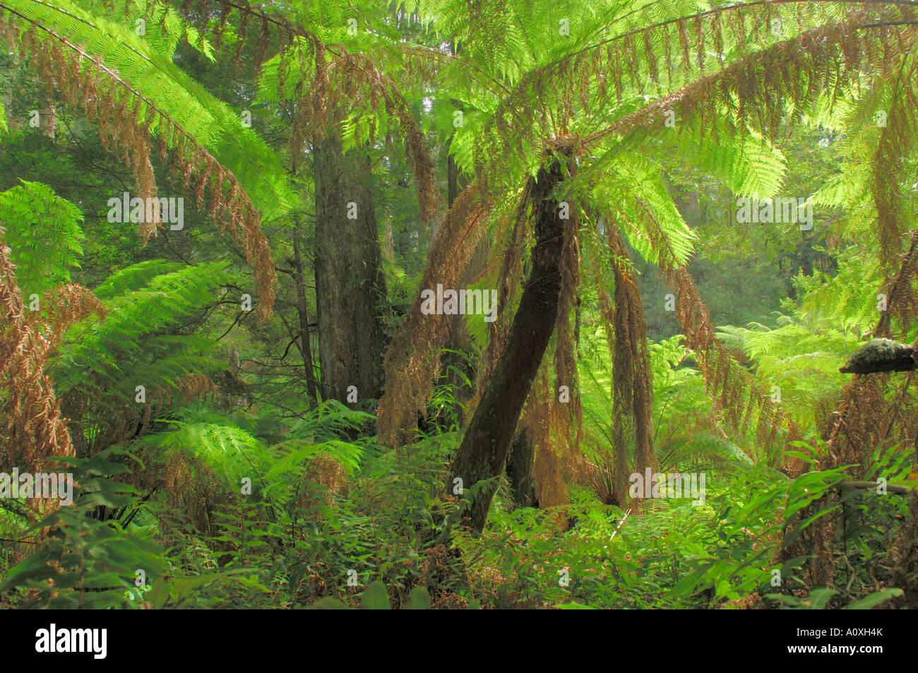 Forêt tropicale avec fern tree, Australie Banque D'Images