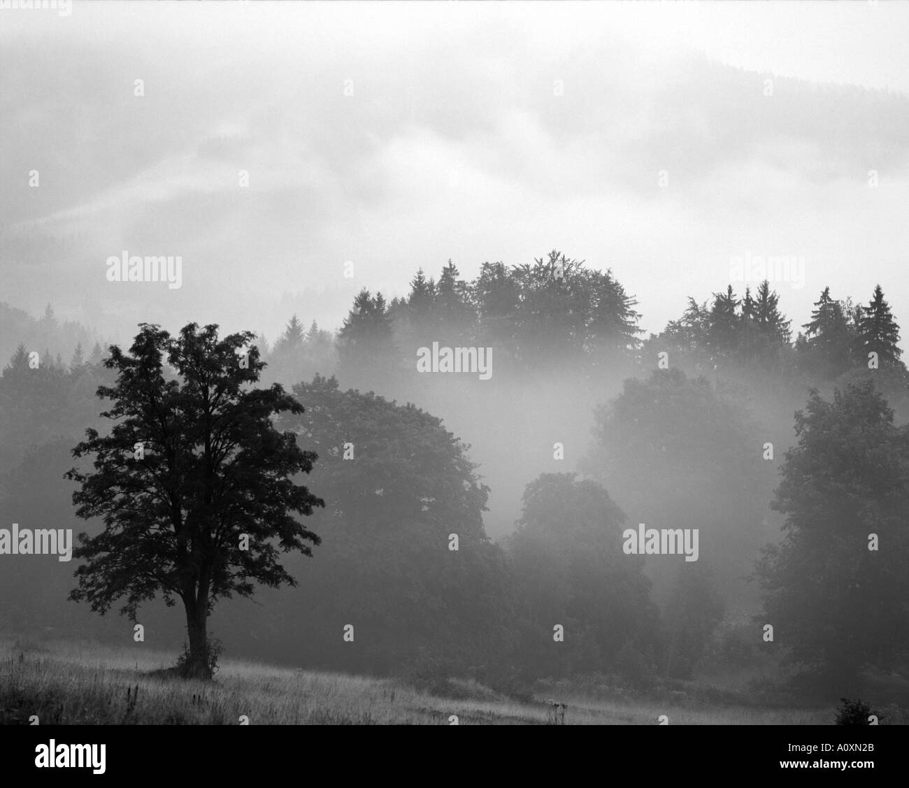 Paysage brumeux dans le nord du massif tchèque République tchèque Banque D'Images