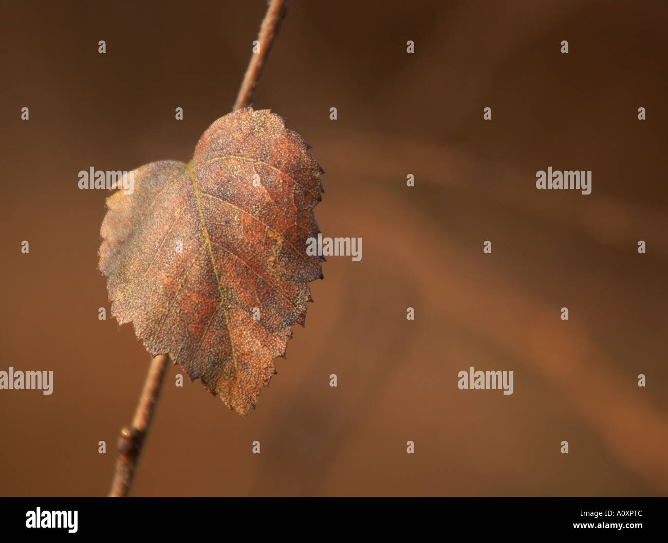 Une feuille en forme de Cœur sur un arbre dans la forêt d'Epping. Banque D'Images