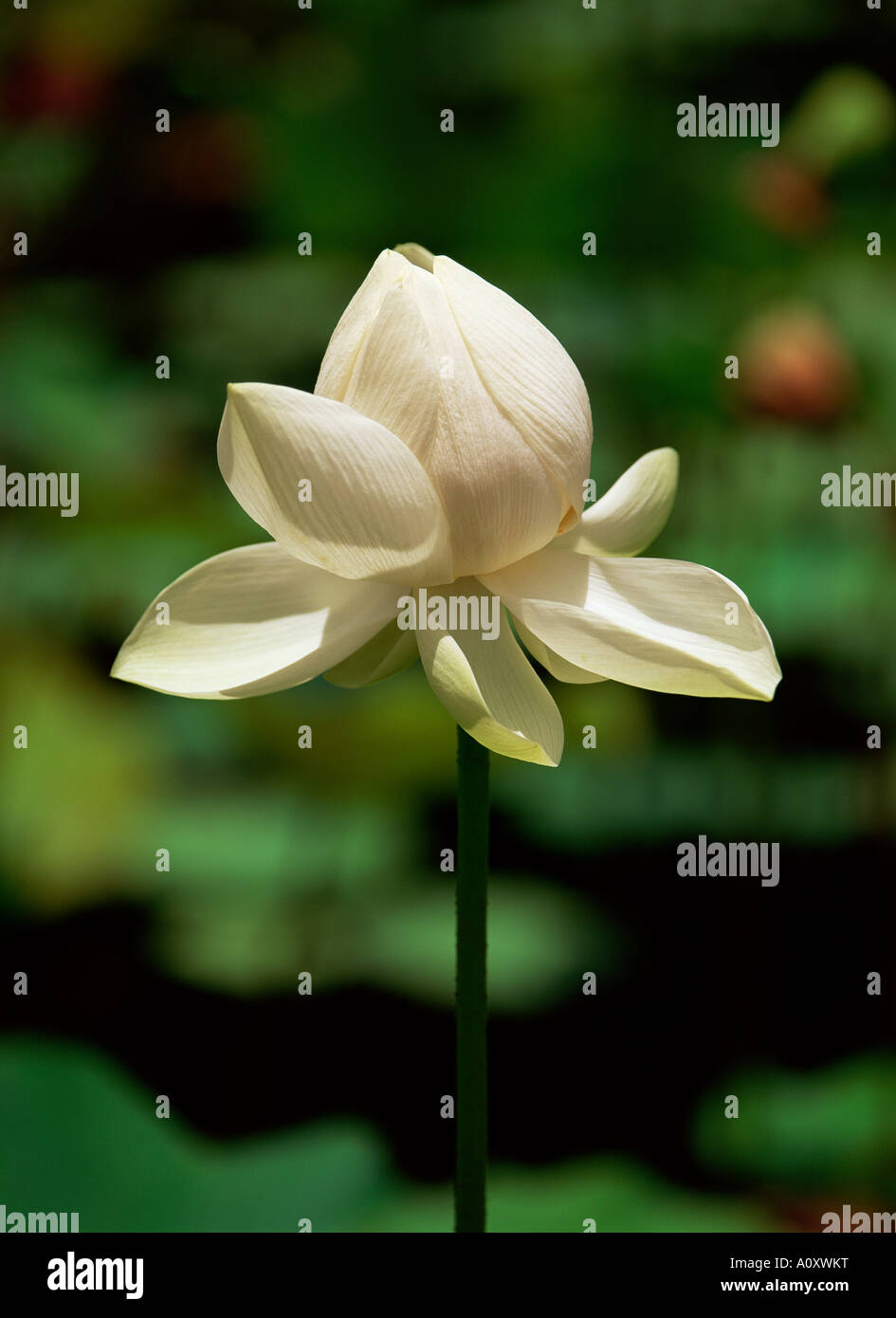 Fleur de lotus blanc Jardin Botanique de Pamplemousses Ile Maurice Afrique du Sud Banque D'Images