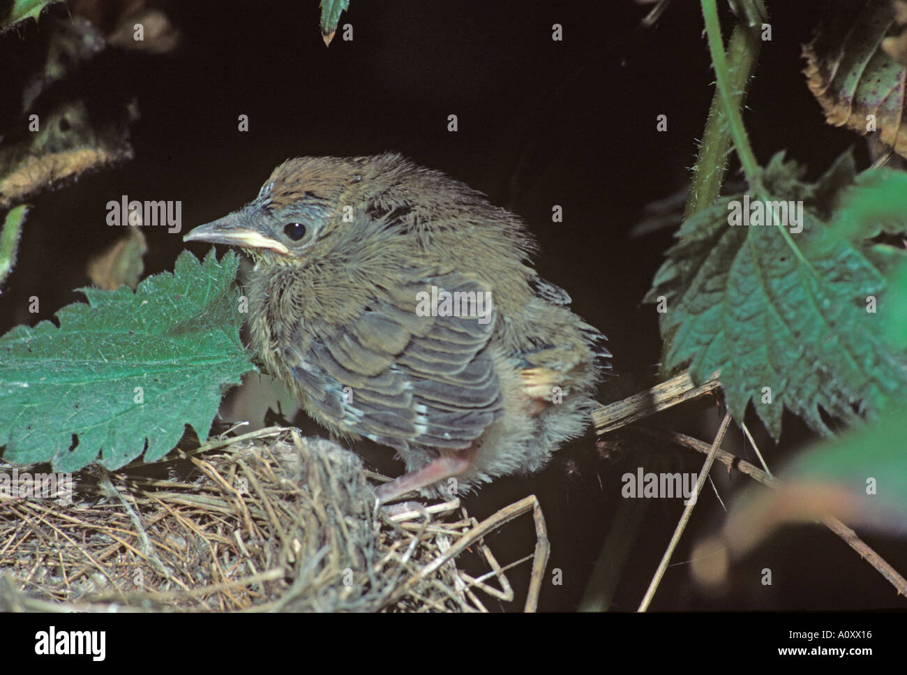 Sylvia atricapilla Blackcap jeune in nest Banque D'Images