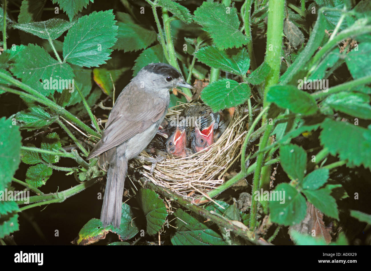 Blackcap Sylvia atricapilla mâle nourrissant les jeunes au nid Banque D'Images