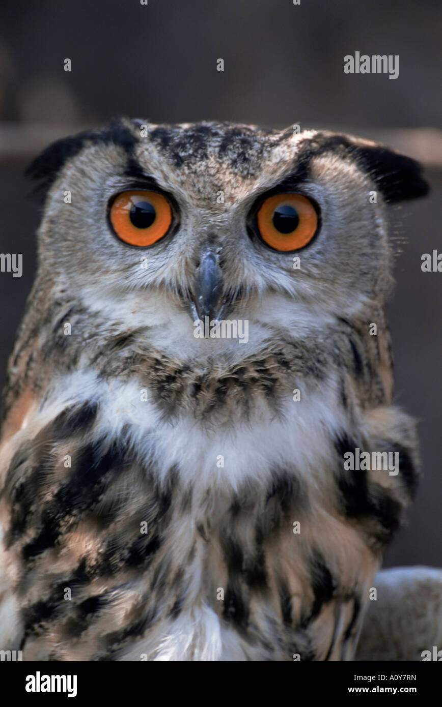 Eagle owl Bubo bubo européenne Nouvelle Forêt Sanctuaire Owl Angleterre Royaume Uni Europe Banque D'Images