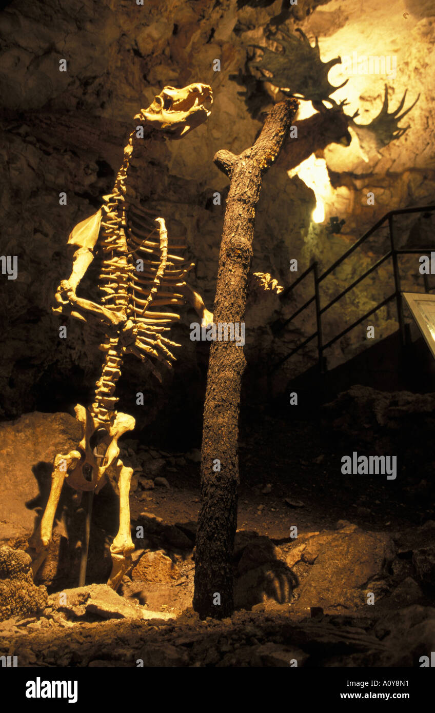 Ursus spelaeus skeleton Grotta Gigante Villa Opicina Lazio Italie Banque D'Images