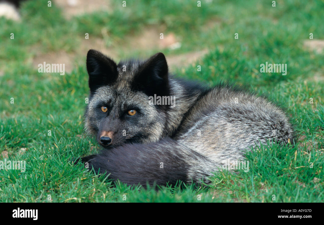 Silver Fox Vulpes vulpes au repos Banque D'Images