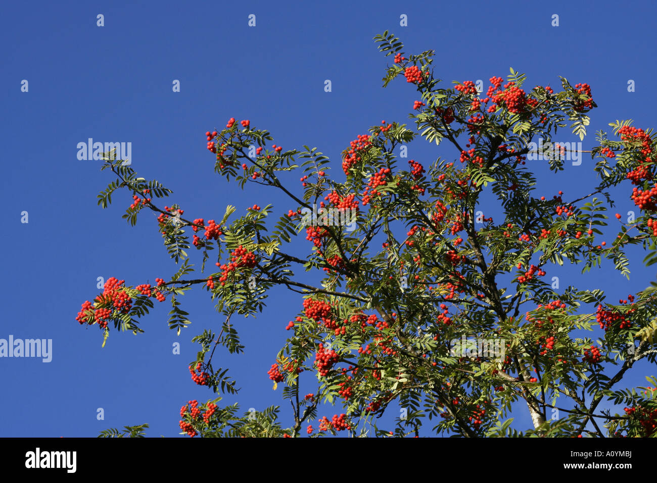 Arbre de Rowan Banque D'Images