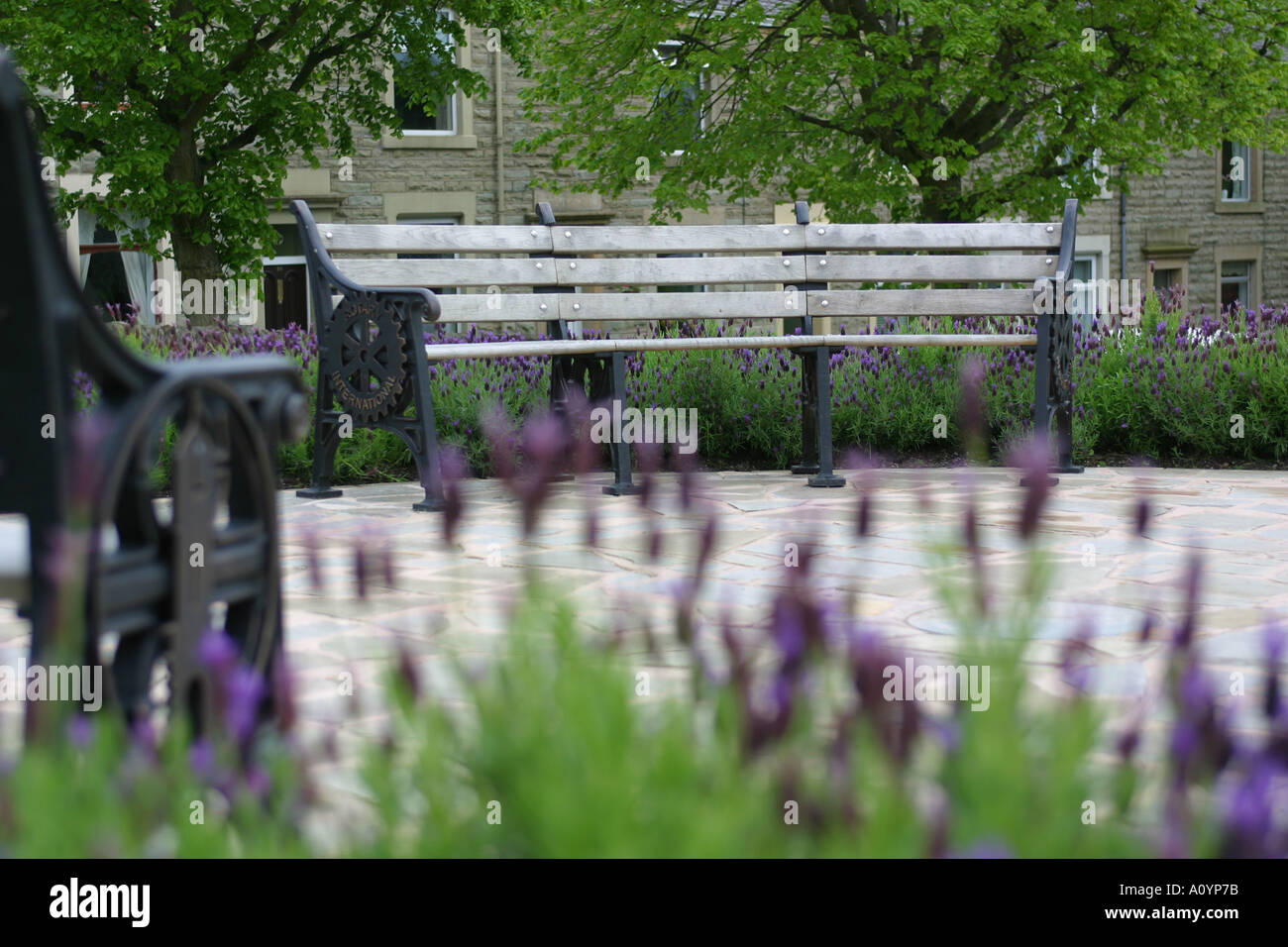 Lavande française planté en jardin communautaire avec des bancs Banque D'Images